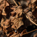 Cargue la imagen en el visor de la galería, Ciclo de la Vid: CAÍDA DE HOJA